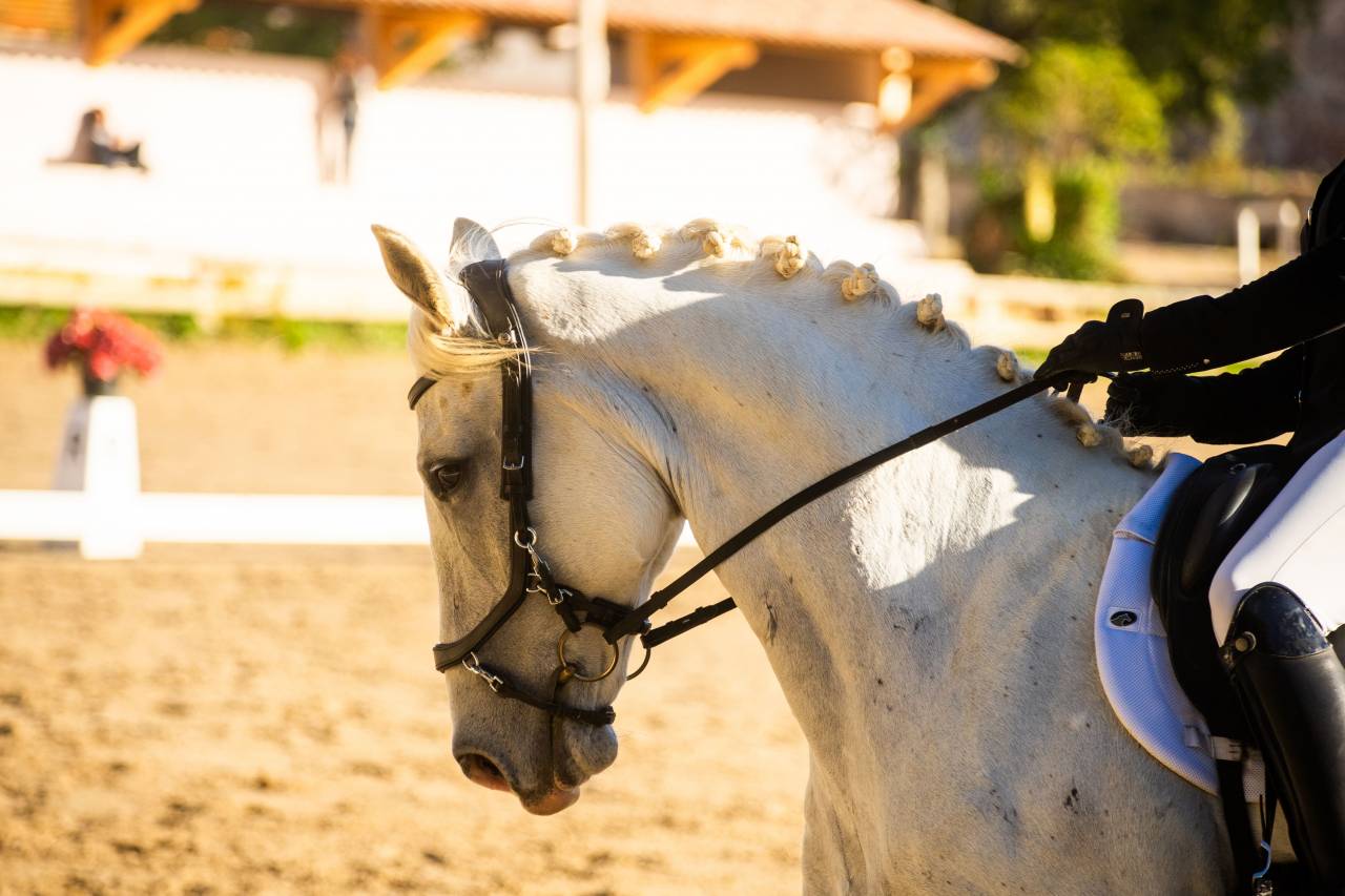 Castrone Lipizzan In vendita 2018 Grigio