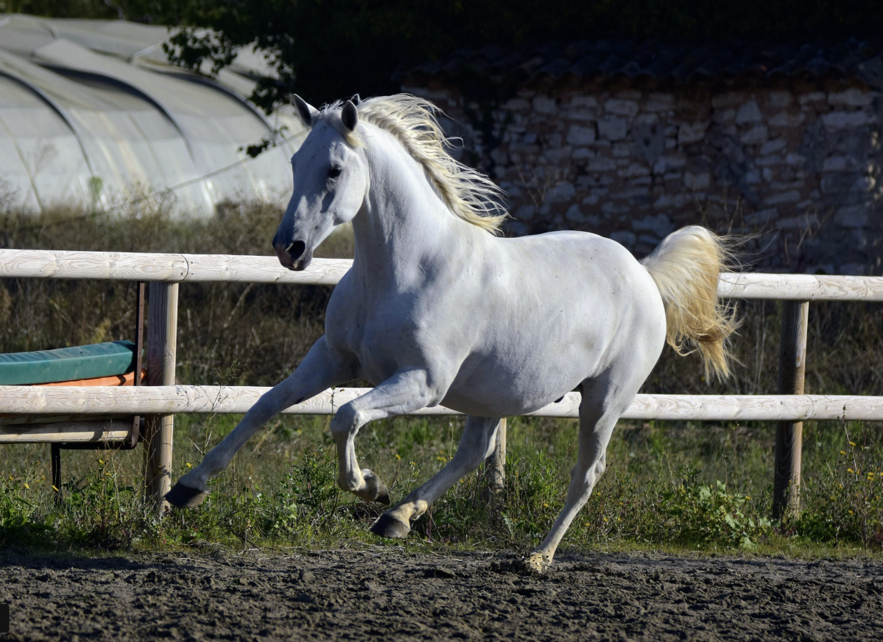 Castrone Lipizzan In vendita 2018 Grigio