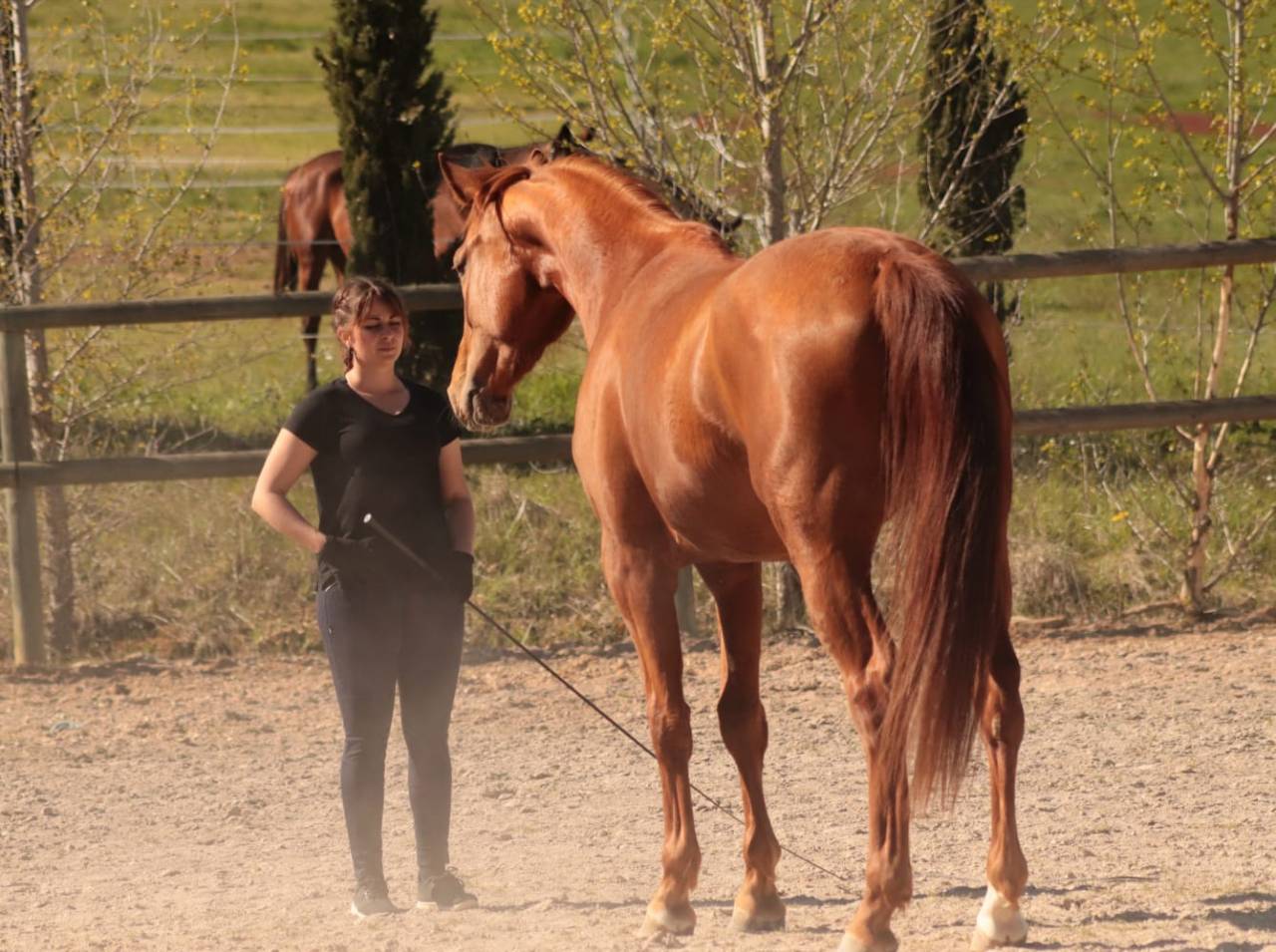 Cavalla Sella Francese In vendita 2020 Sauro ,  ARGENTINUS