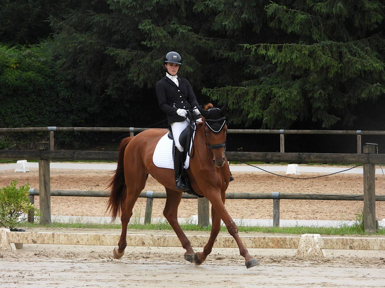 Cavalla Sella Francese In vendita 2020 Sauro ,  ARGENTINUS