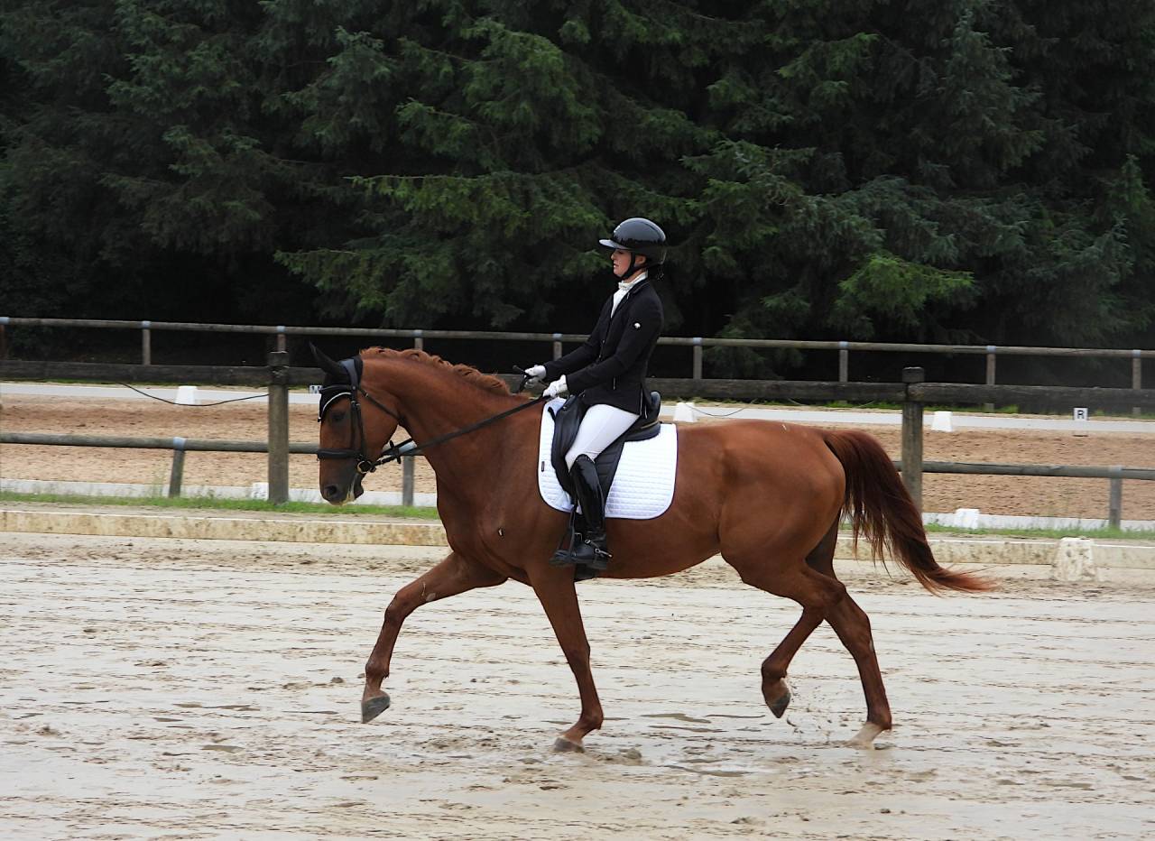 Cavalla Sella Francese In vendita 2020 Sauro ,  ARGENTINUS