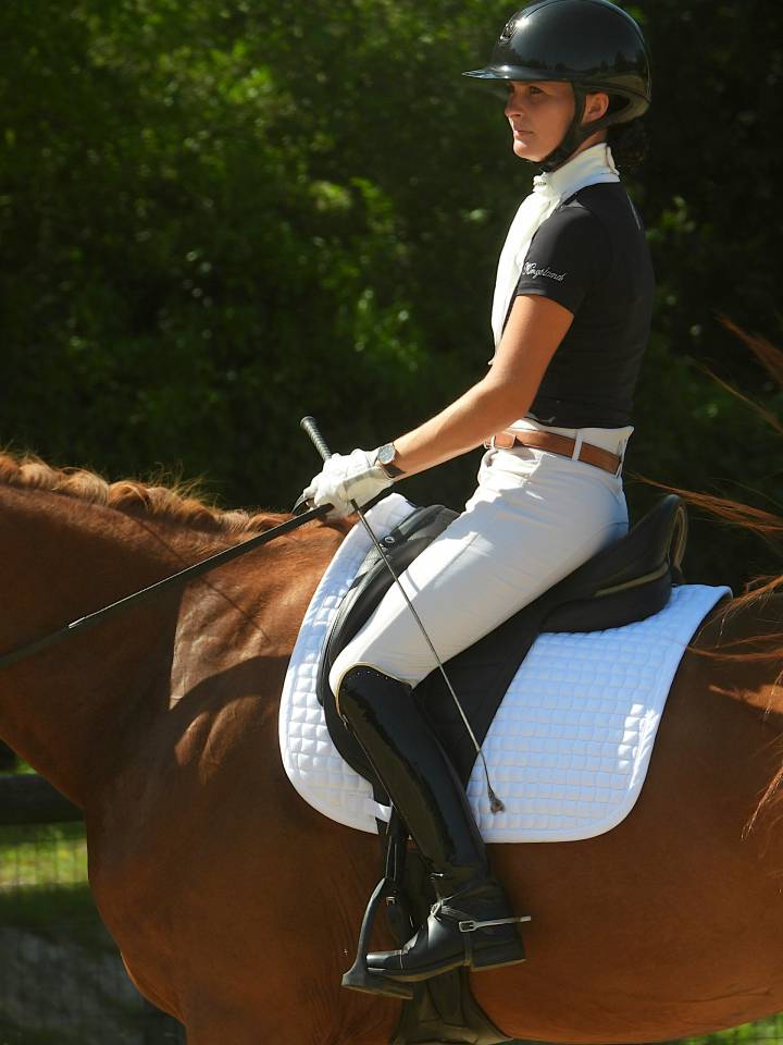 Cavalla Sella Francese In vendita 2020 Sauro ,  ARGENTINUS