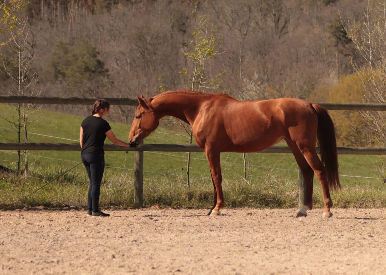 Cavalla Sella Francese In vendita 2020 Sauro ,  ARGENTINUS