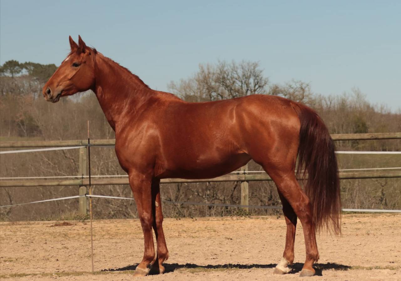 Cavalla Sella Francese In vendita 2020 Sauro ,  ARGENTINUS