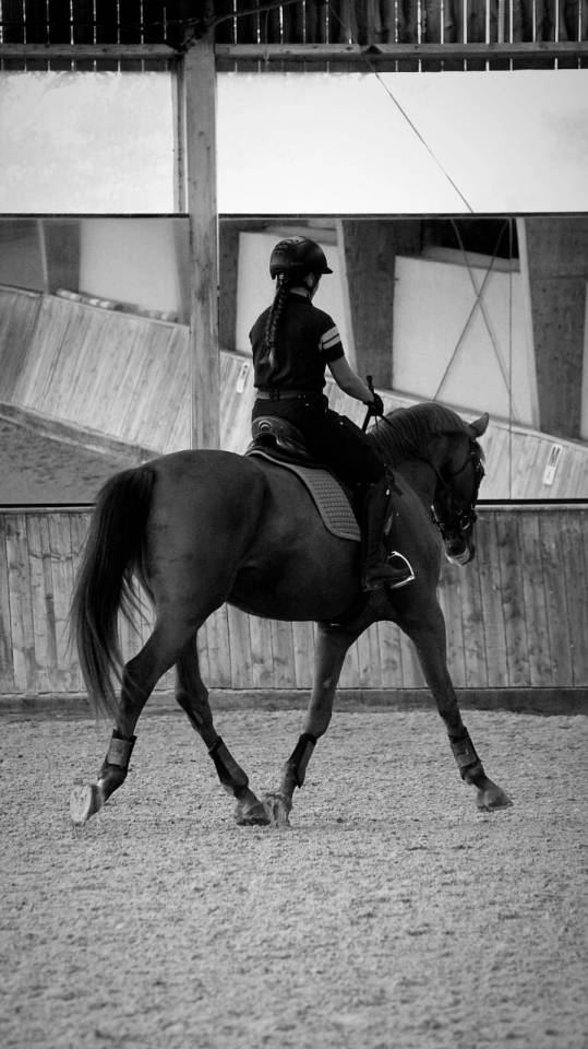 Cavalla Sella Francese In vendita 2020 Sauro ,  ARGENTINUS