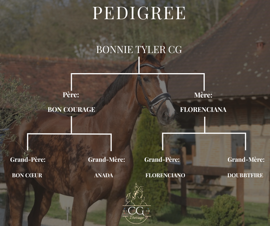 Cavalla Hanovrien In vendita 2021 Sauro brul&eacute; ,  Bon Courage