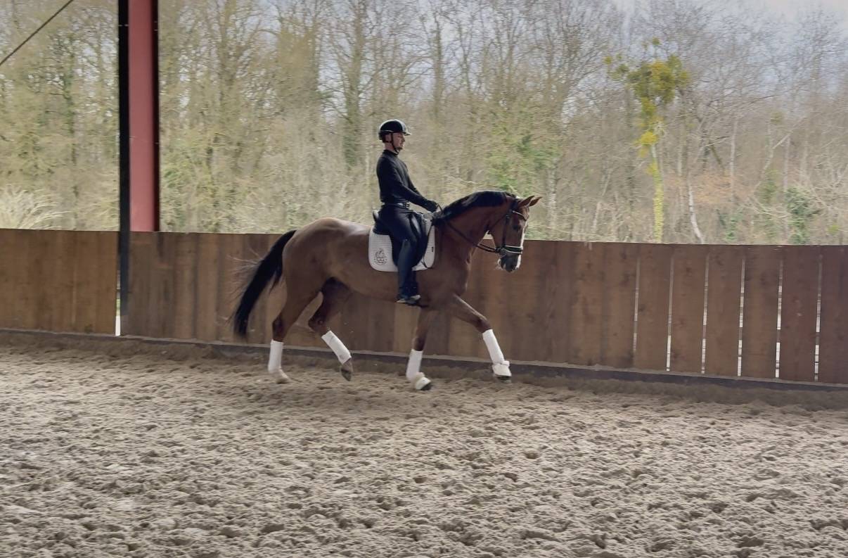 Cavalla Hanovrien In vendita 2021 Sauro brul&eacute; ,  Bon Courage