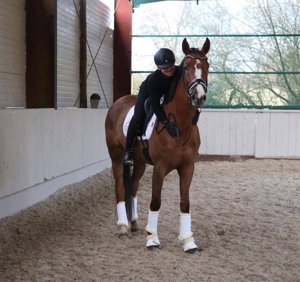 Cavalla Hanovrien In vendita 2021 Sauro brul&eacute; ,  Bon Courage