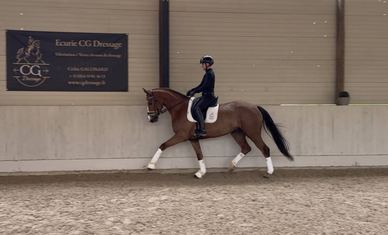 Cavalla Hanovrien In vendita 2021 Sauro brul&eacute; ,  Bon Courage