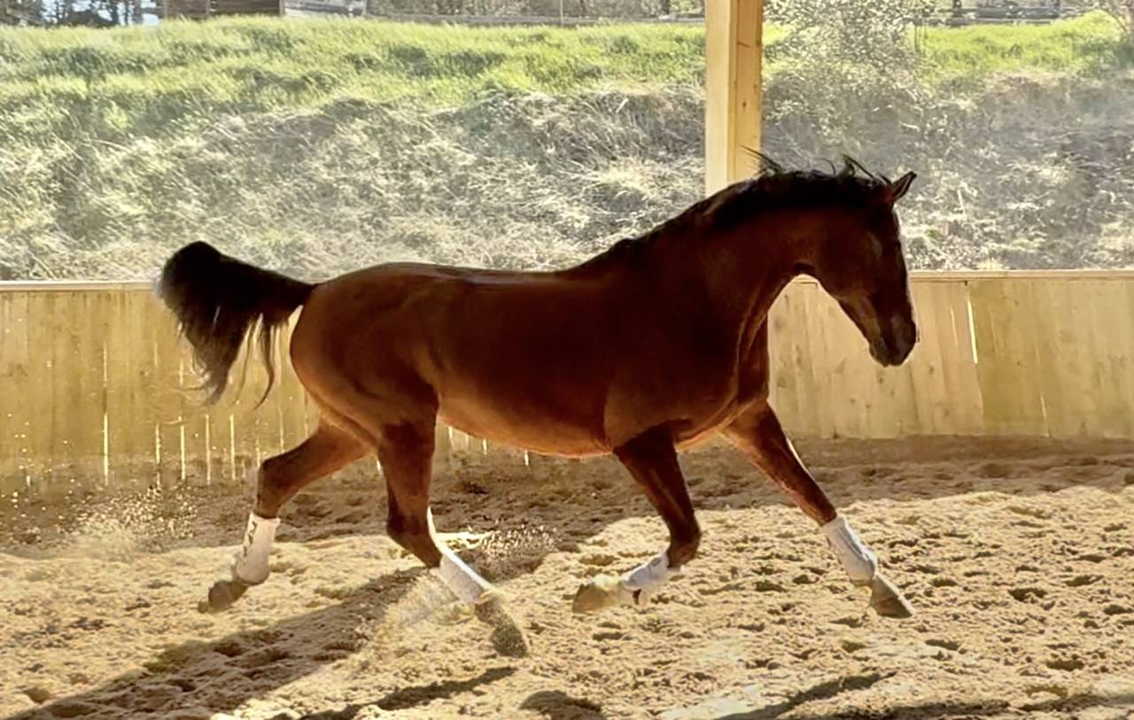 Cavalla Hanovrien In vendita 2016 Sauro ,  dream of glory