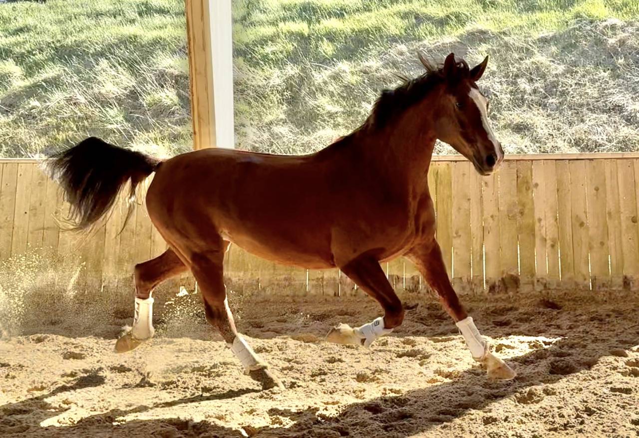 Cavalla Hanovrien In vendita 2016 Sauro ,  dream of glory