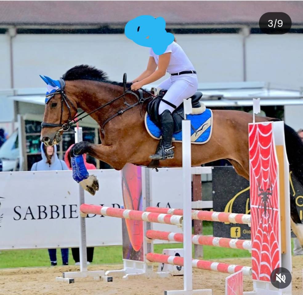 Vendo castrone sella italiano del 2009