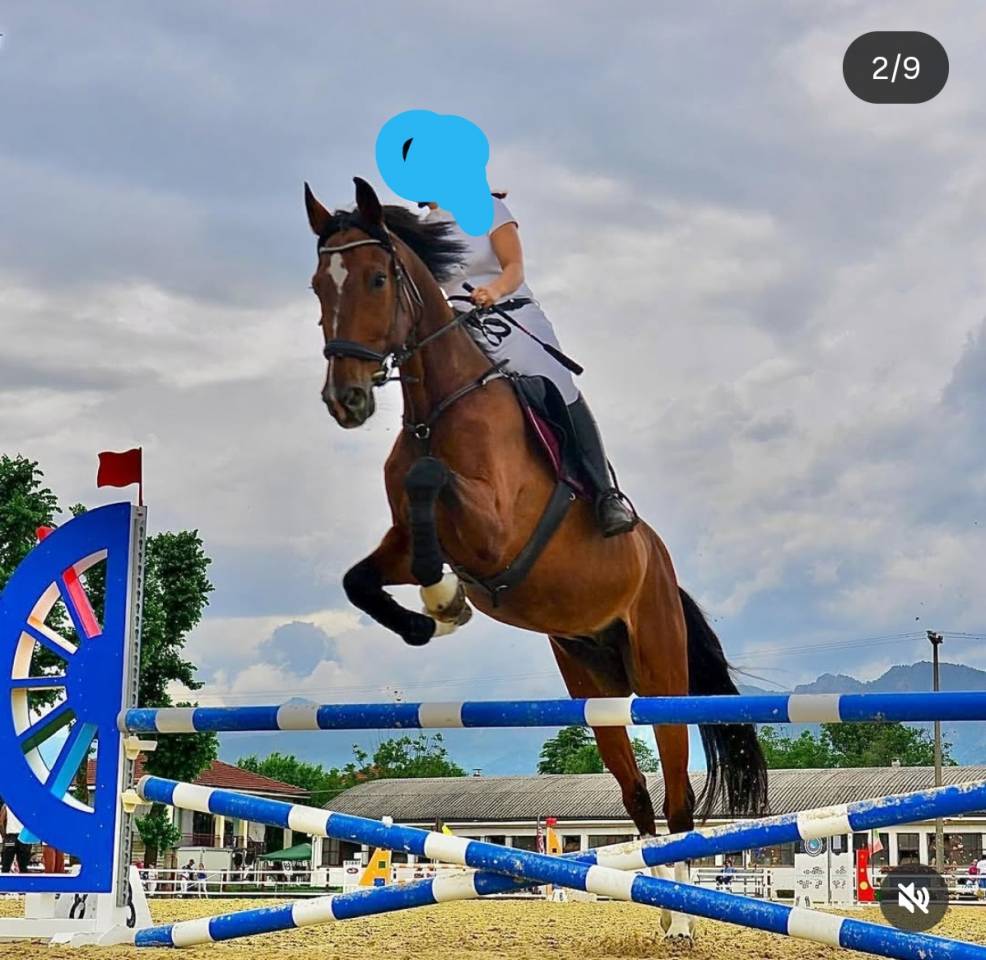 Vendo castrone sella italiano del 2009