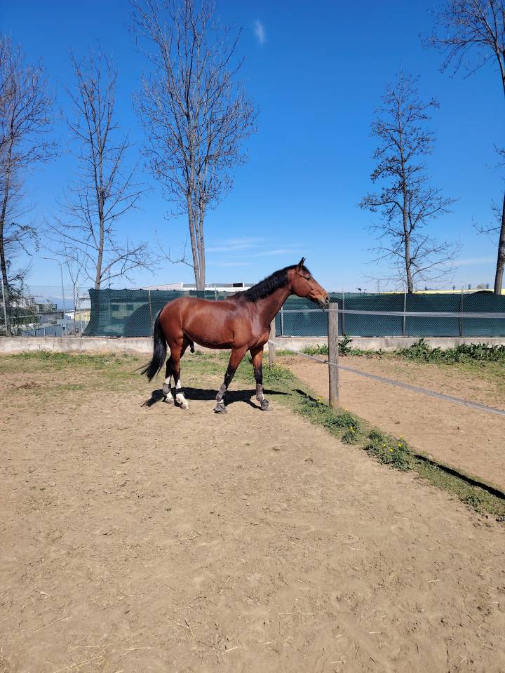 Vendo castrone sella italiano del 2009