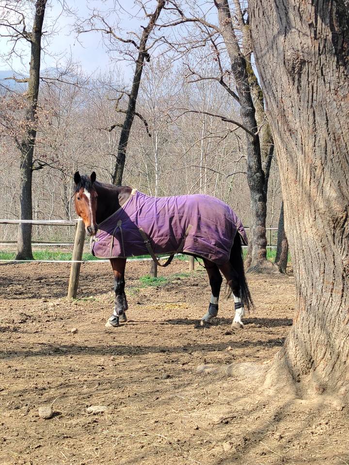 Vendo castrone sella italiano del 2009