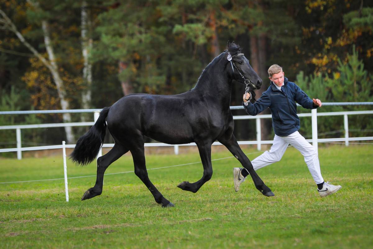 Cavalla frisona - Scuderia Imperial Carrera R