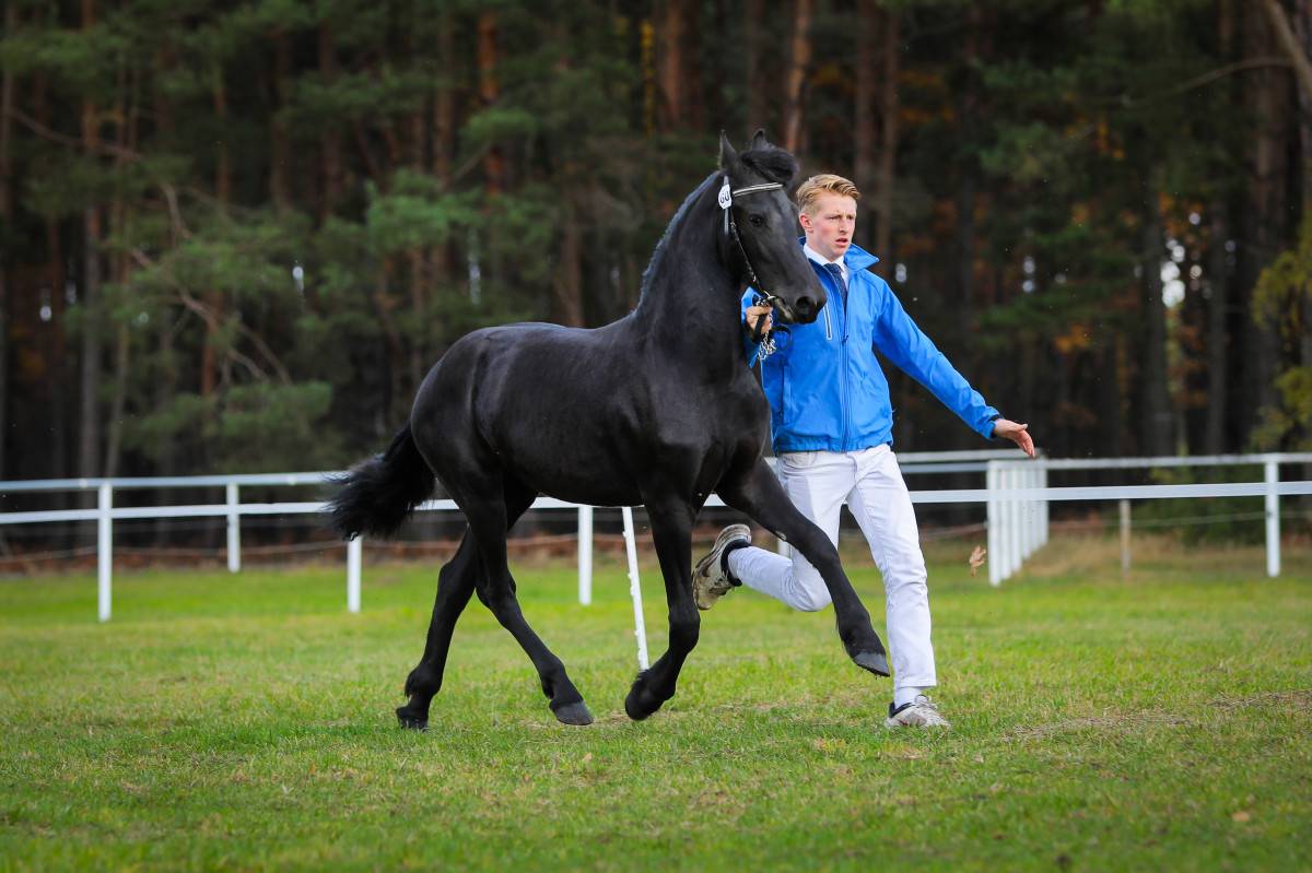 Cavalla frisona - Scuderia Imperial Carrera R