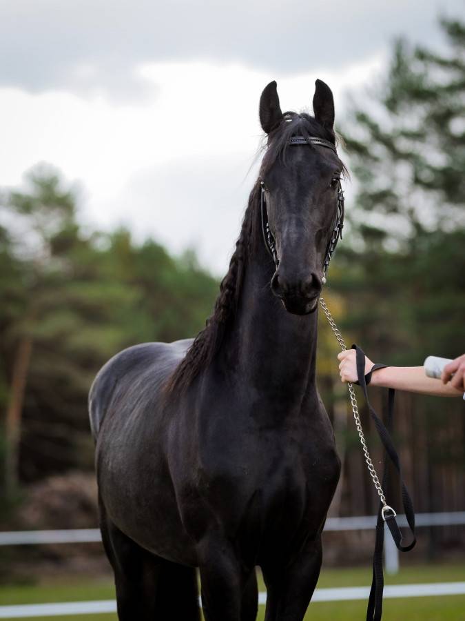 Castrone frisone - Amleth R. Scuderia Imperial