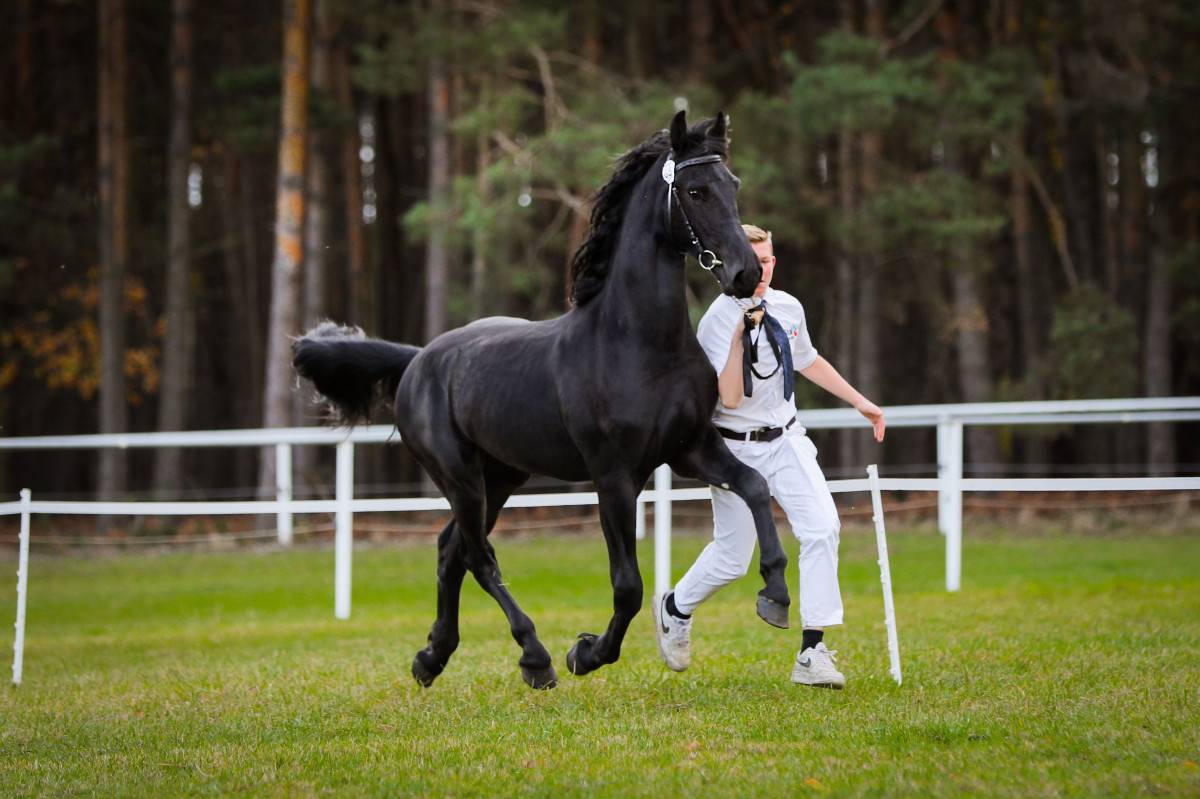 Castrone frisone - Amleth R. Scuderia Imperial