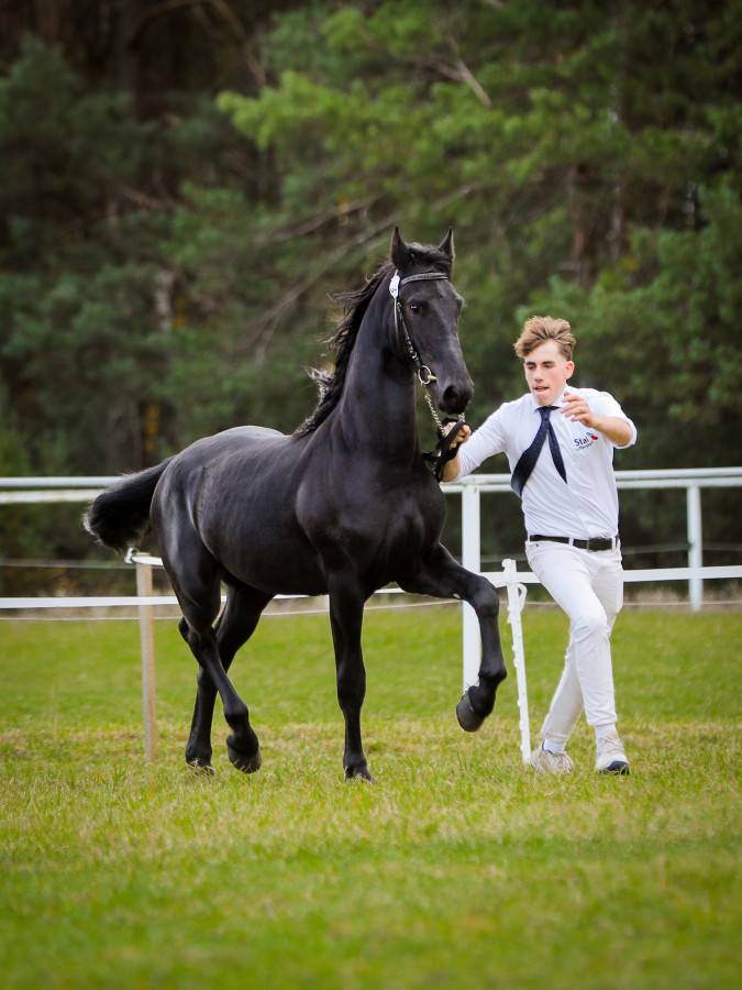 Castrone frisone - Amleth R. Scuderia Imperial