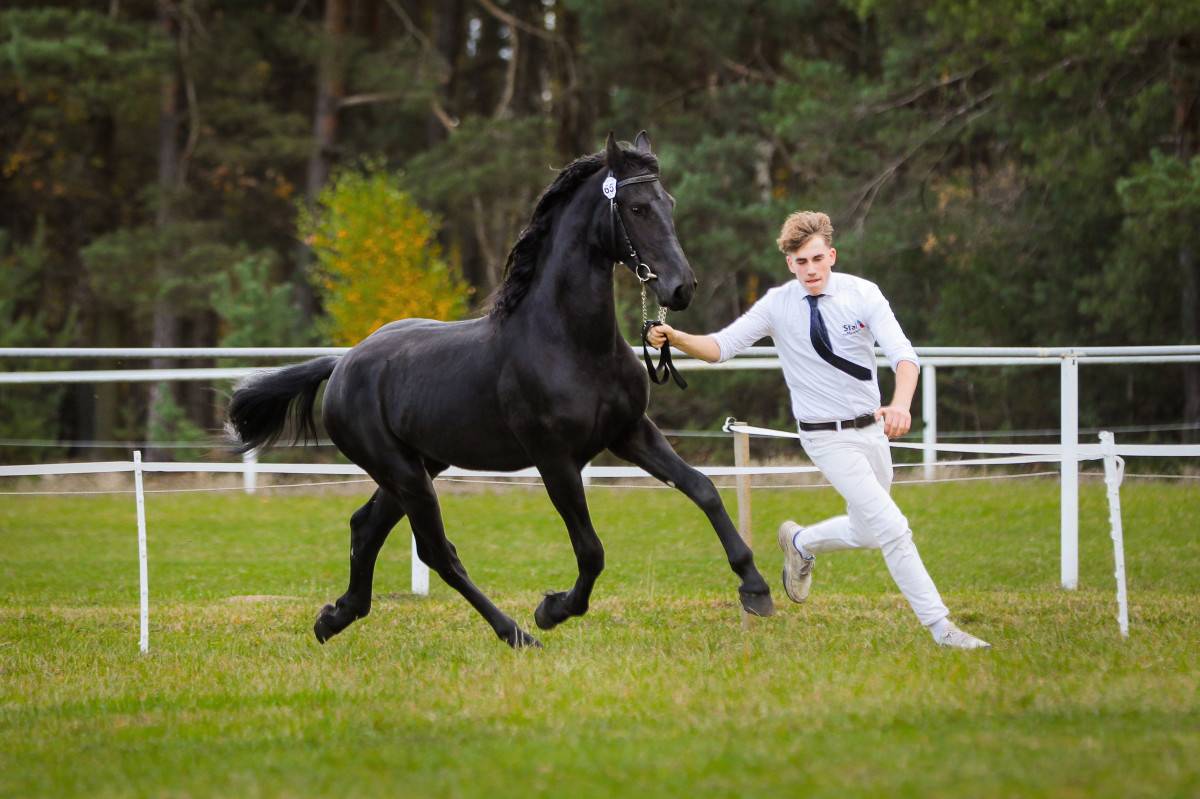 Castrone frisone - Amleth R. Scuderia Imperial