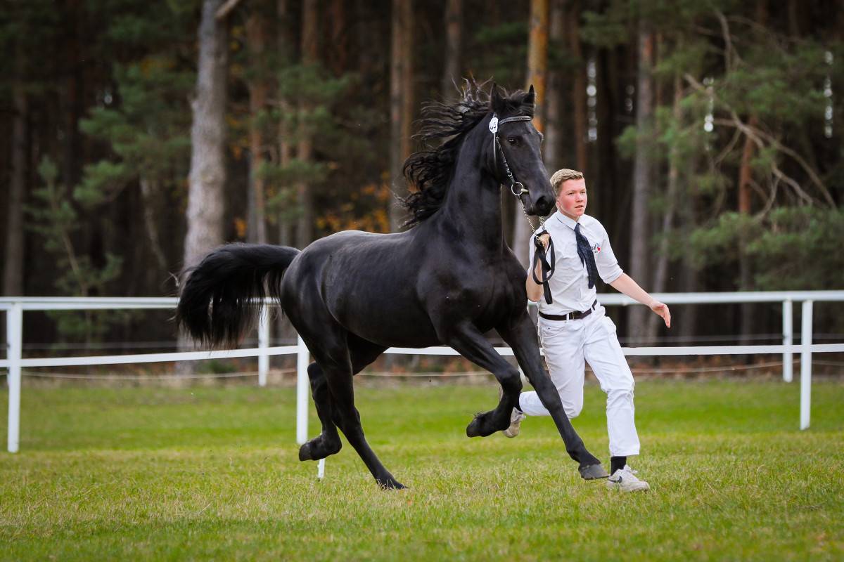 Castrone frisone - Amleth R. Scuderia Imperial
