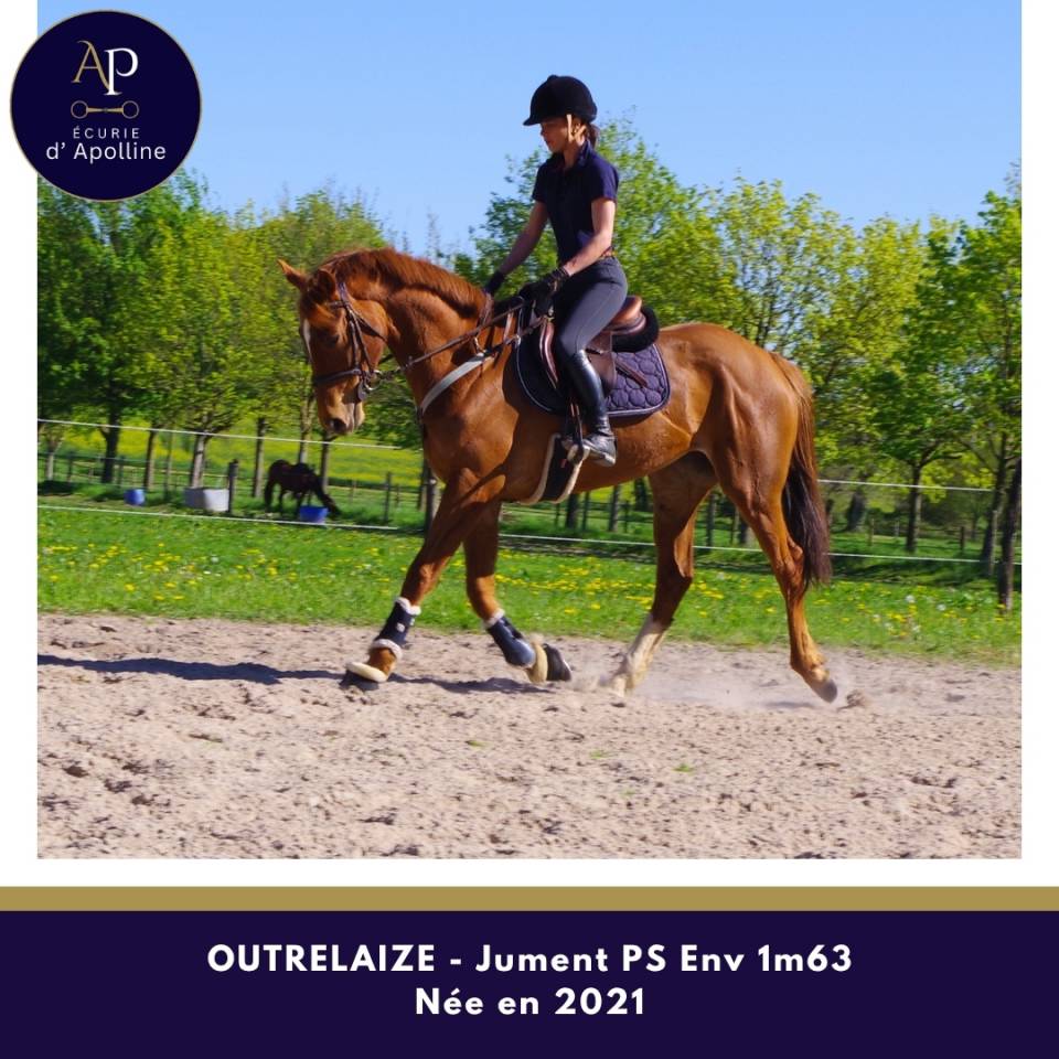 Cavalla Purosangue In vendita 2021 Sauro