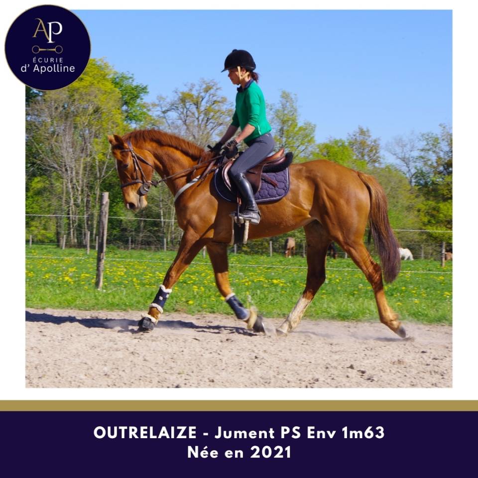 Cavalla Purosangue In vendita 2021 Sauro