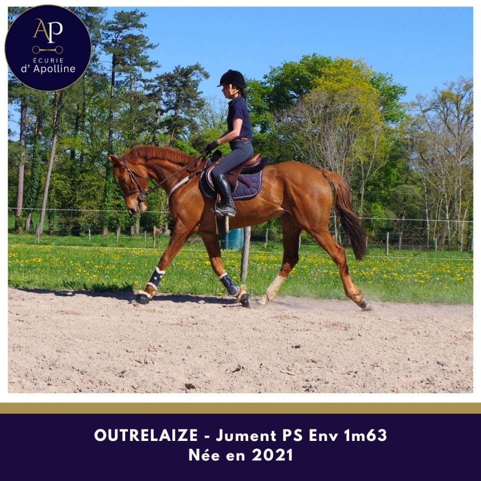 Cavalla Purosangue In vendita 2021 Sauro