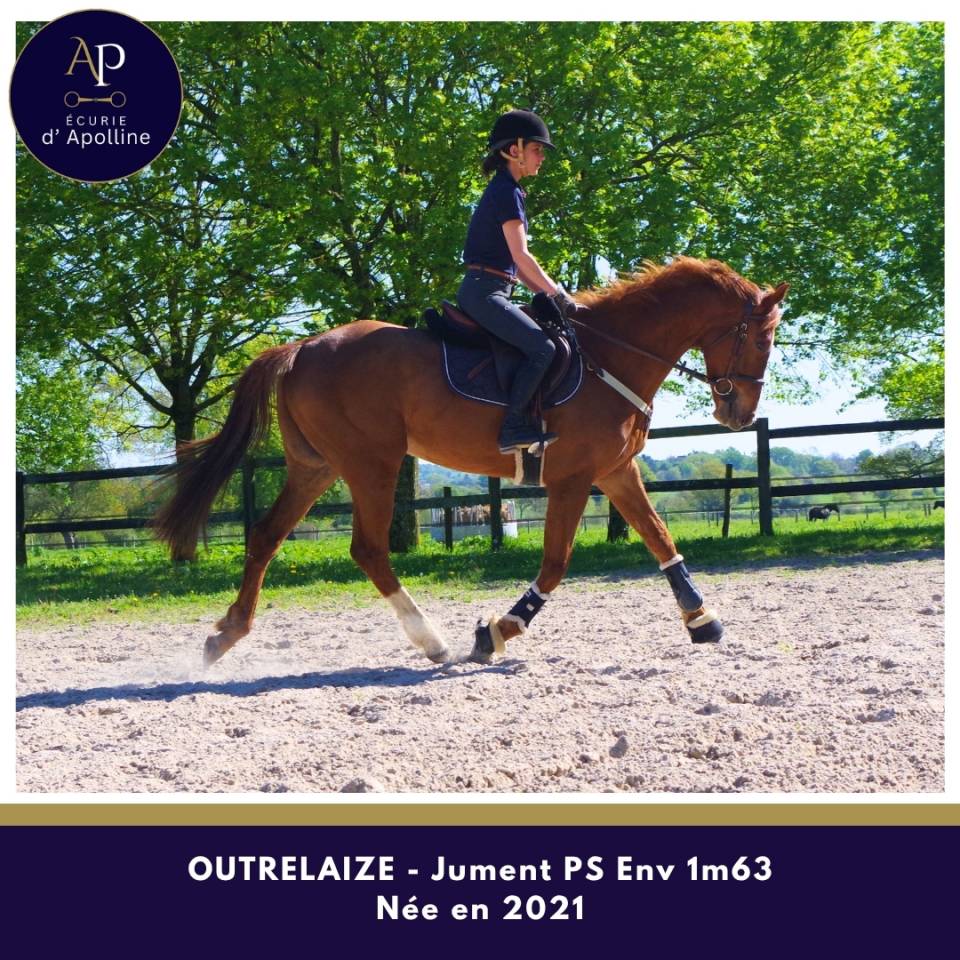 Cavalla Purosangue In vendita 2021 Sauro