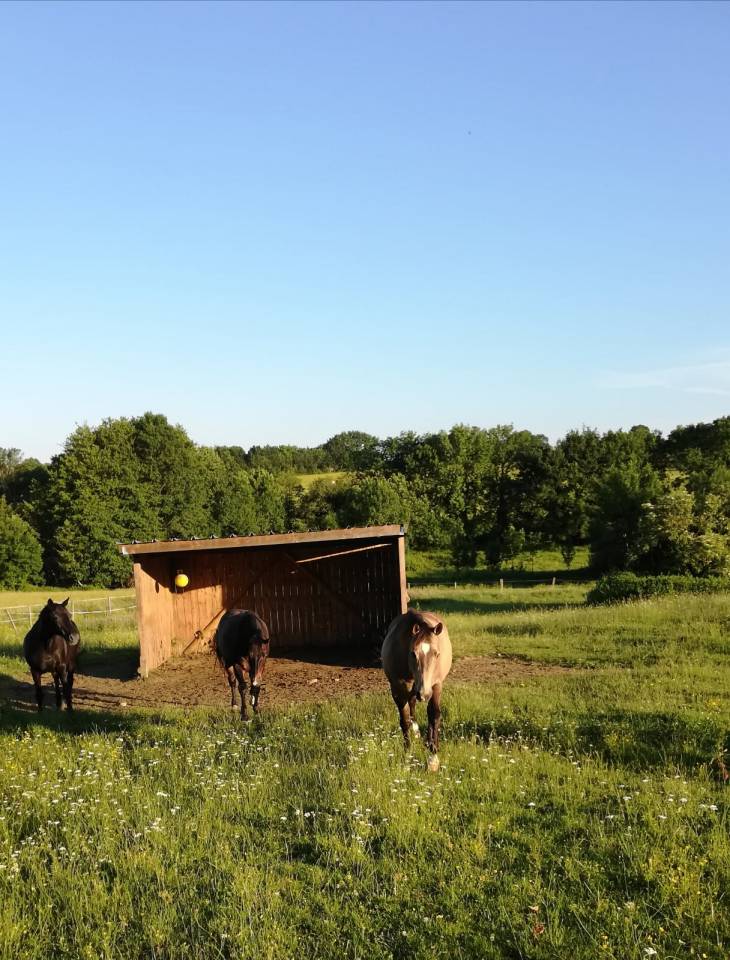 Bella dimora equestre In vendita Deux-S&egrave;vres