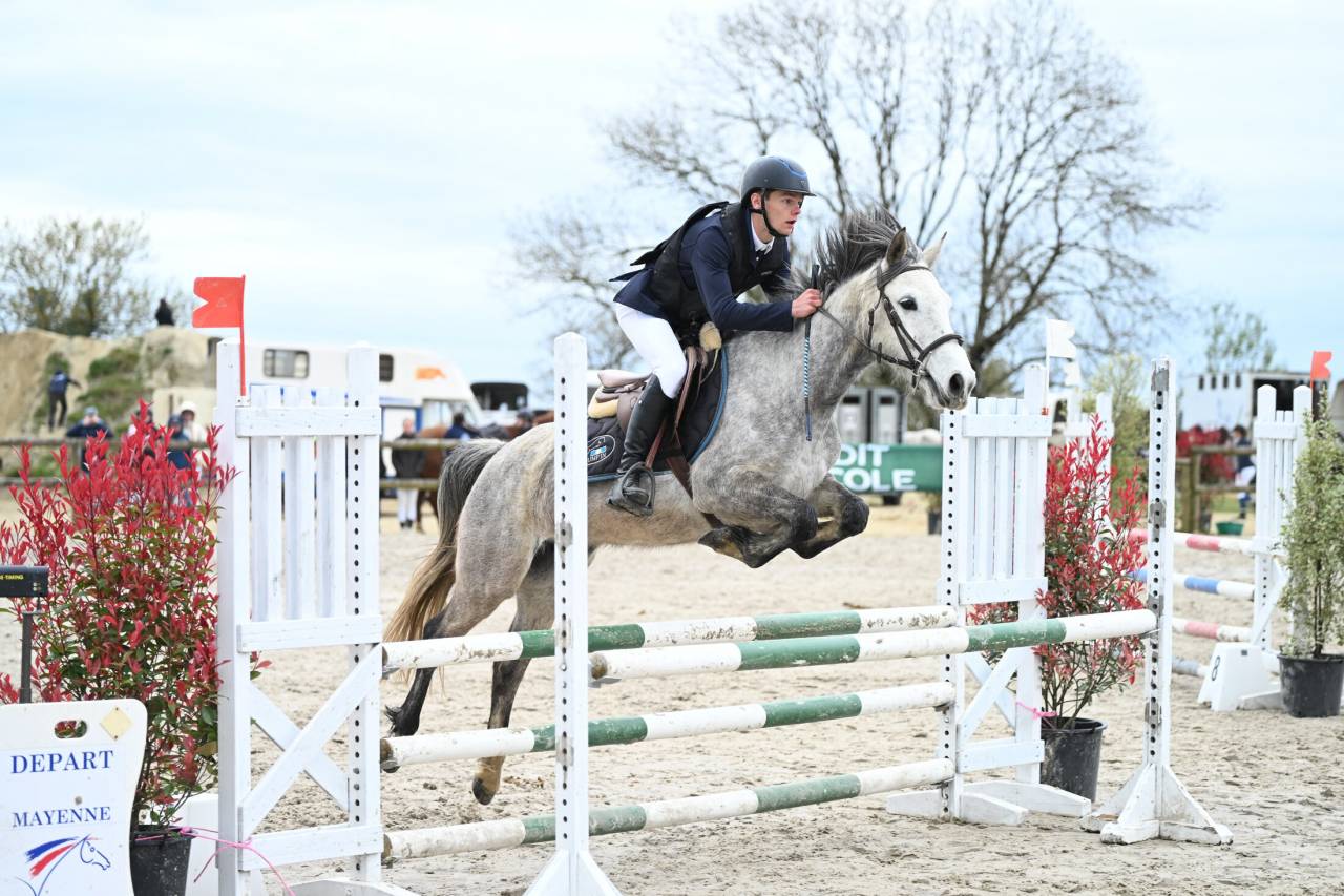 Cavalla Origine non conosciuta  In vendita 2020 Grigio