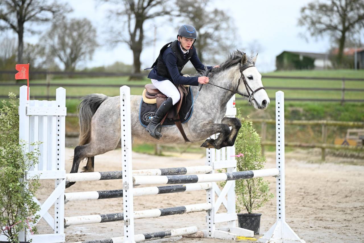 Cavalla Origine non conosciuta  In vendita 2020 Grigio