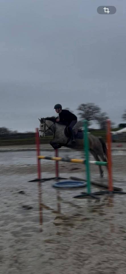 Cavalla Origine non conosciuta  In vendita 2020 Grigio