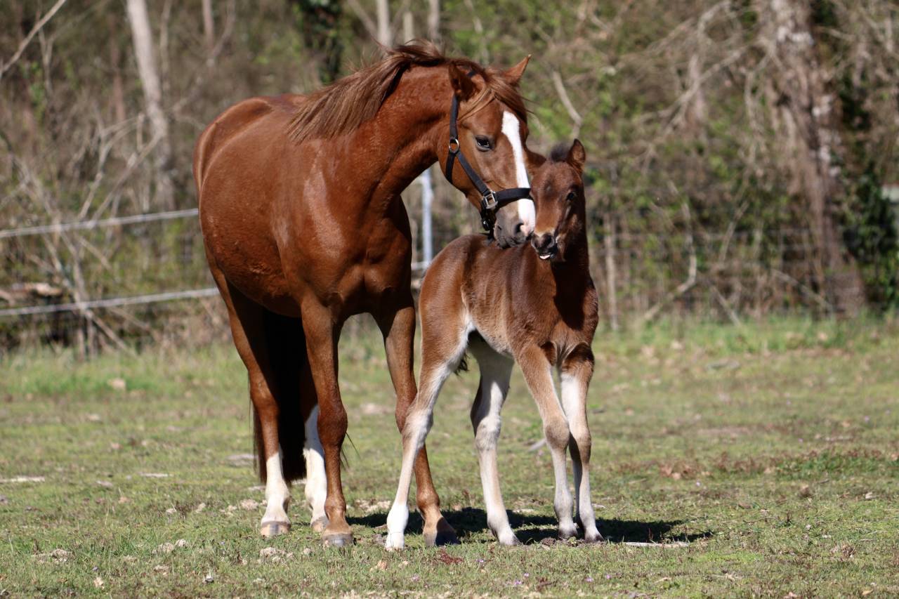 Puledro PFS Pony Francese da Sella In vendita 2026 Baio scuro ,  RM Most Beautiful Boy
