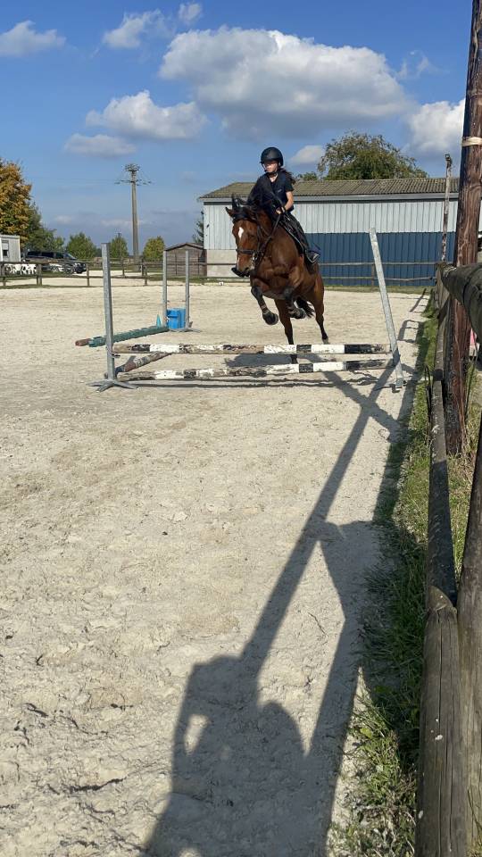 Cavalla Trottatore Francese In vendita 2019 Baio