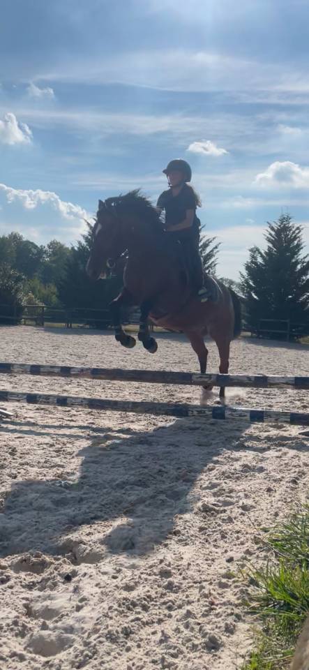 Cavalla Trottatore Francese In vendita 2019 Baio