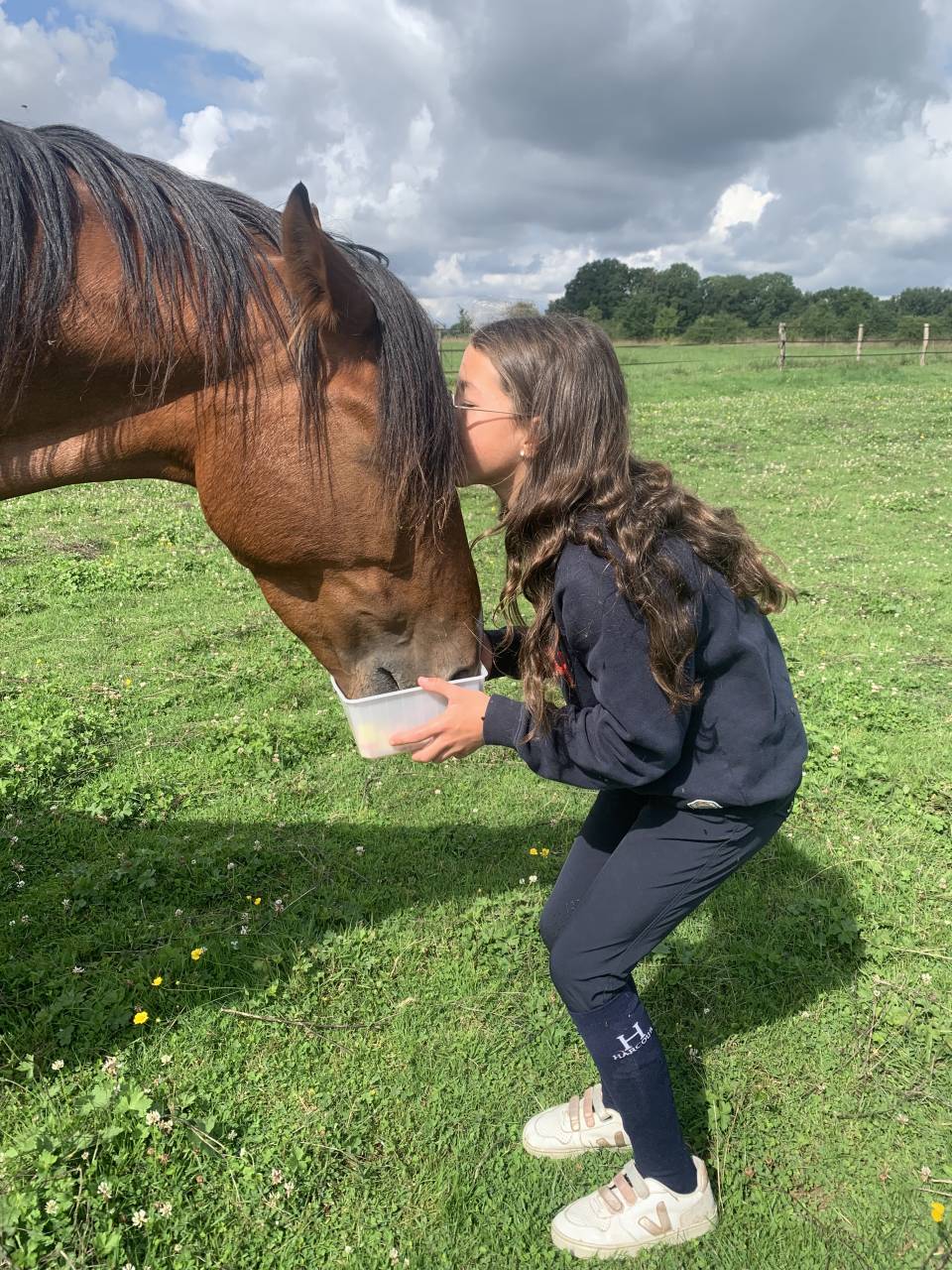 Cavalla Trottatore Francese In vendita 2019 Baio