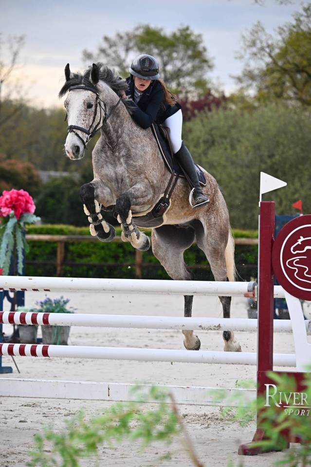Castrone Origine non conosciuta  In vendita 2019 Altro colore ,  Cyrhus Paradise, SFA