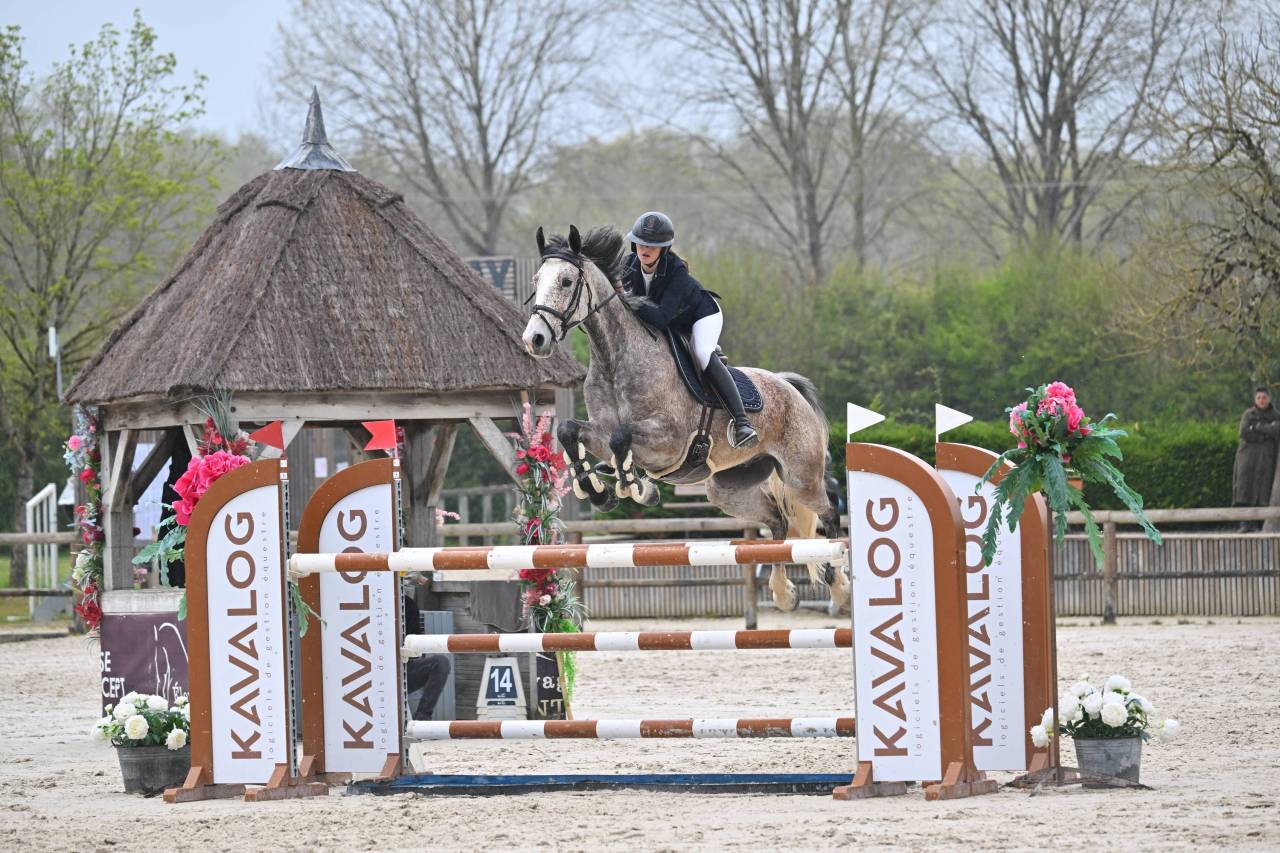 Castrone Origine non conosciuta  In vendita 2019 Altro colore ,  Cyrhus Paradise, SFA