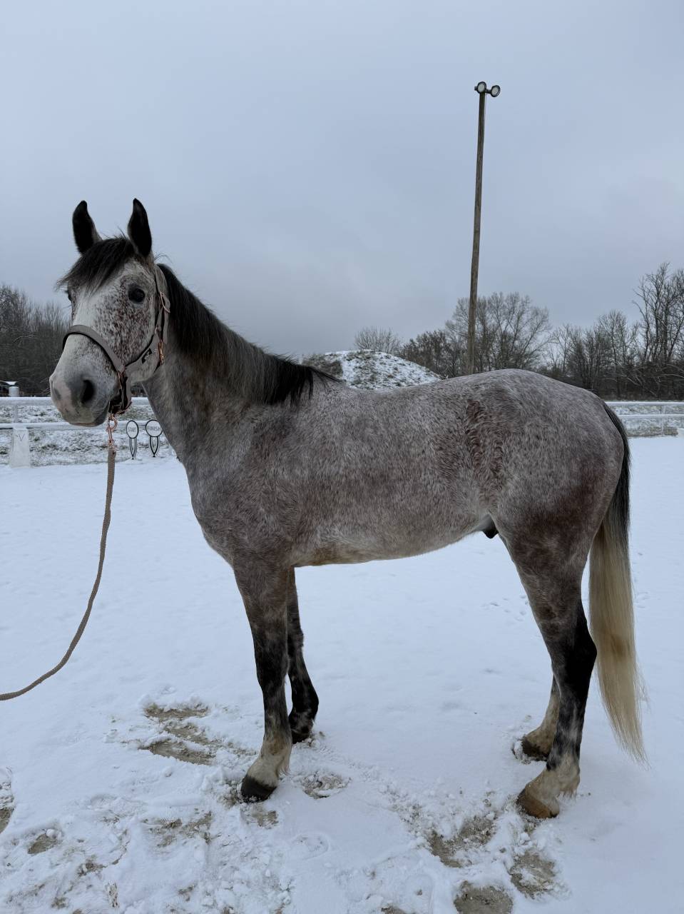 Castrone Origine non conosciuta  In vendita 2019 Altro colore ,  Cyrhus Paradise, SFA