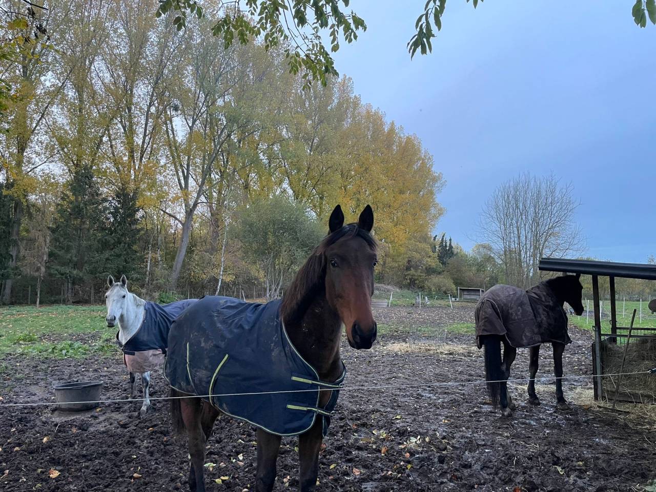 Puledro BWP Cavallo da Sangue Belgio In vendita 2024 Baio ,  FOREVER D'ARCO TER LINDEN