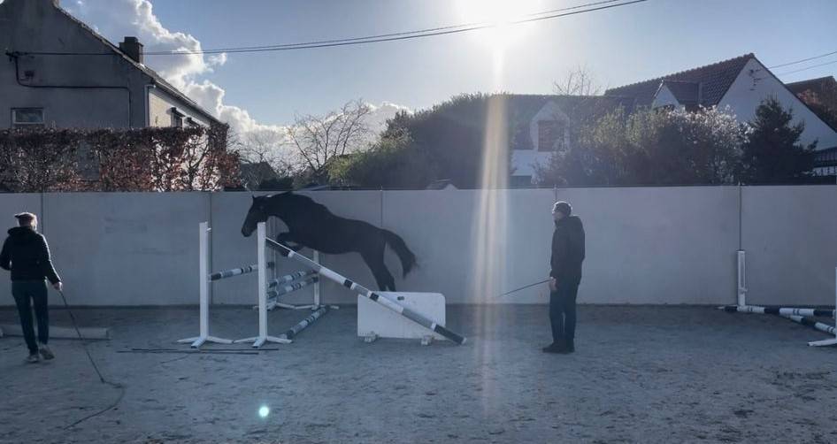 Puledro BWP Cavallo da Sangue Belgio In vendita 2024 Baio ,  FOREVER D'ARCO TER LINDEN