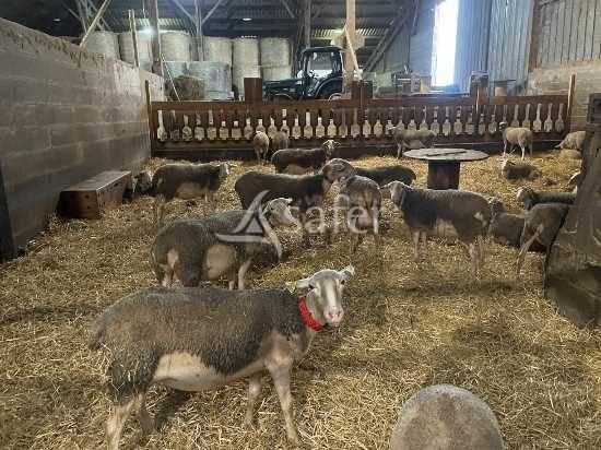 Azienda agricola In vendita Maine-et-Loire