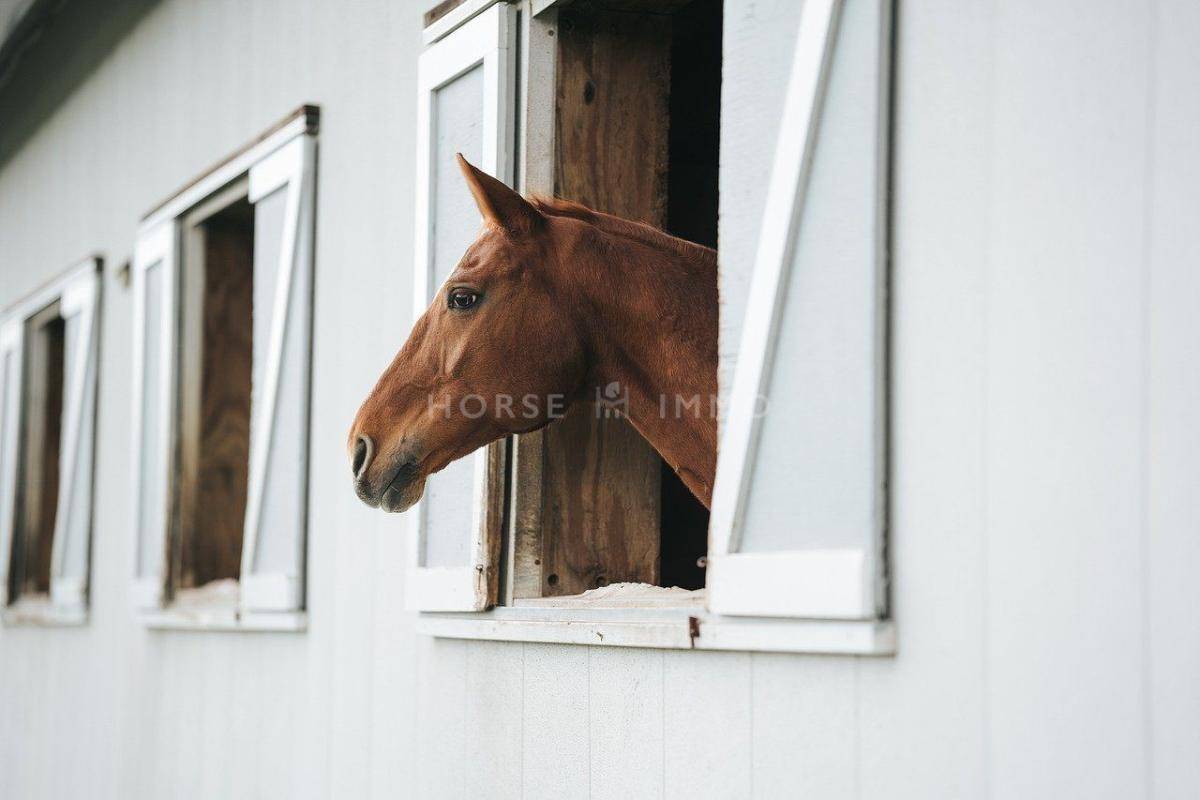 Centro di stagione cavallo In vendita tarn