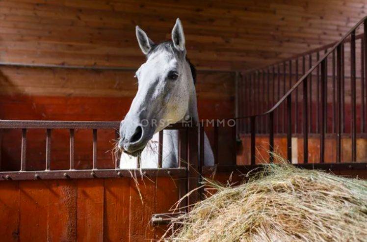 Centro di stagione cavallo In vendita tarn