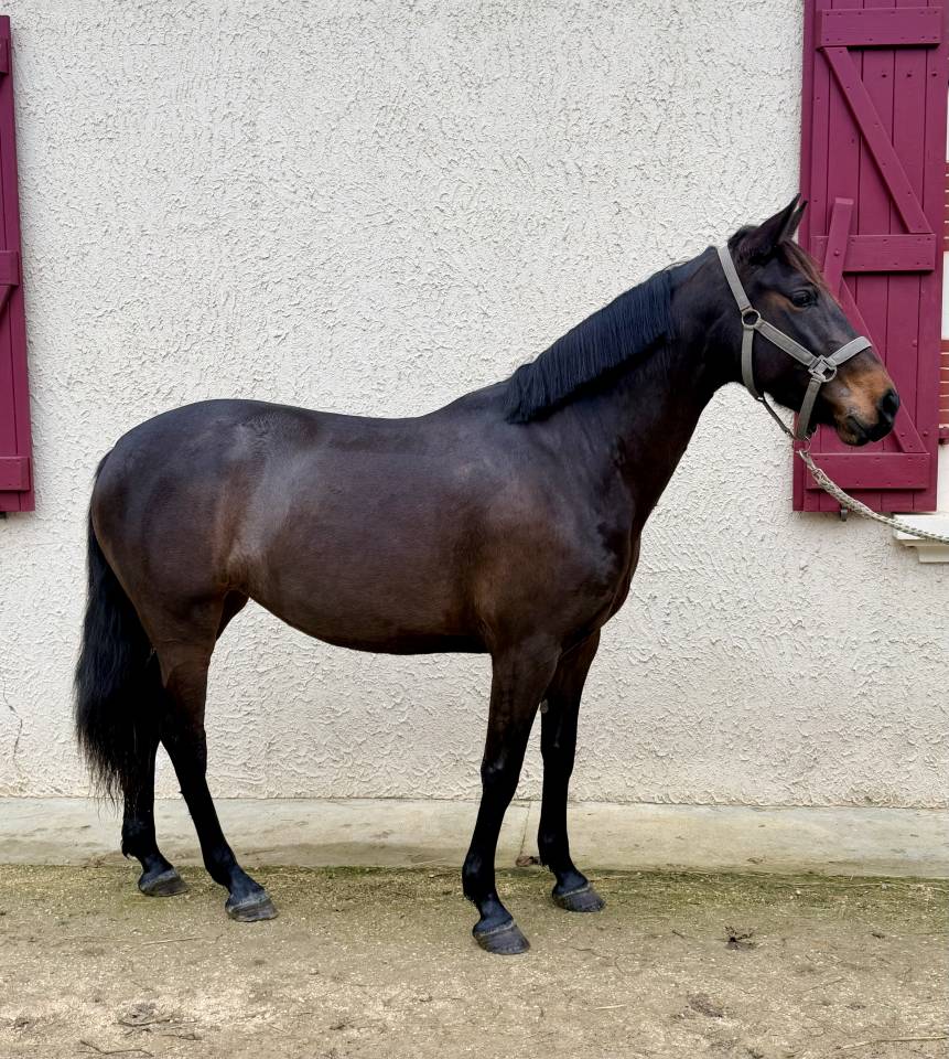 Cavalla Origine Non Constatata In vendita 2022 Baio