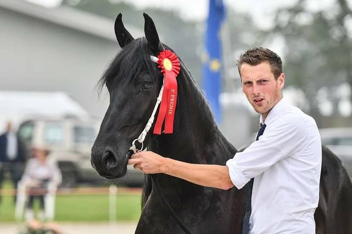 Cavalla Frisone In vendita 2018 Nero ,  ALWIN 469