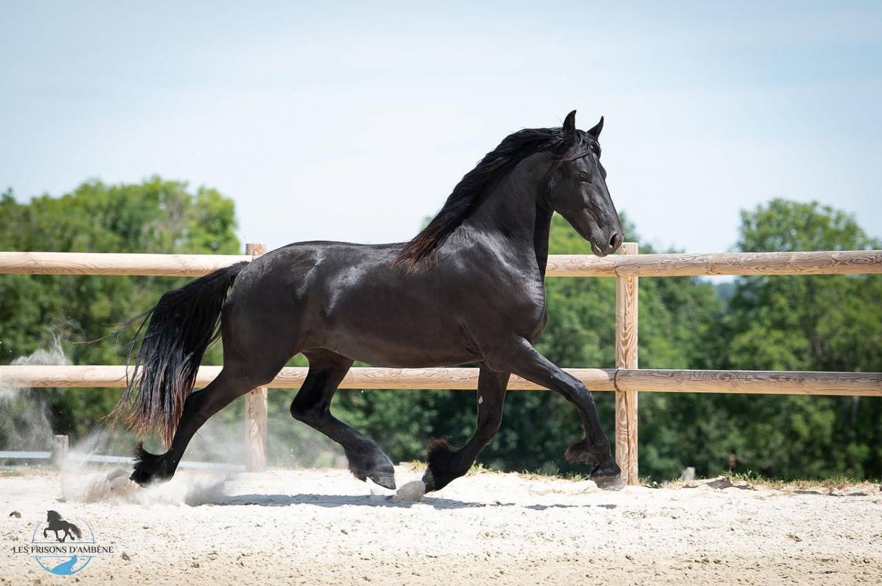 Cavalla Frisone In vendita 2018 Nero ,  ALWIN 469