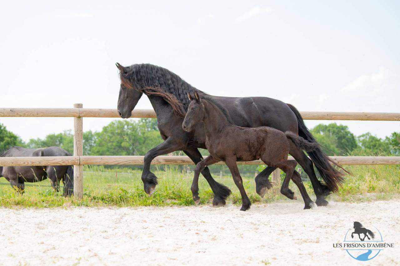 Cavalla Frisone In vendita 2018 Nero ,  ALWIN 469